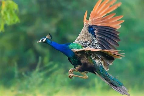 Peacocks can fly for only a few seconds at a given time, which allows them to cover a distance of 300 feet and reach up to 80 feet high. This is enough to get them on top of roofs or trees, over a fence, or any other obstruction. Bear in mind that these birds mainly fly vertically, which gets them up or down a higher footing.